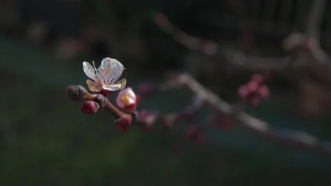 Peach flowers Stock Footage 171767620