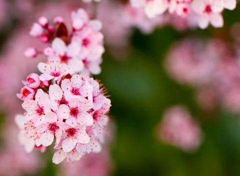 Peach flowers Stock Photos