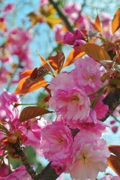 Peach flowers Foto stock