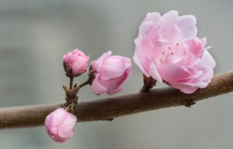 Peach flowers Foto stock