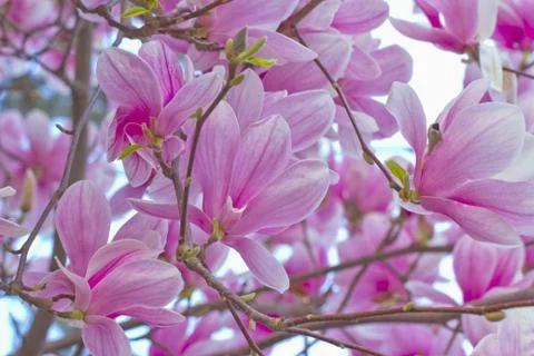 Peach flowers Stock Photos
