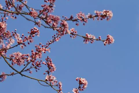 Peach flowers Stock Photos