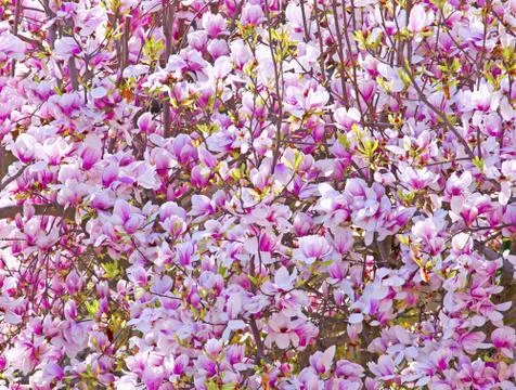 Peach flowers Stock Photos