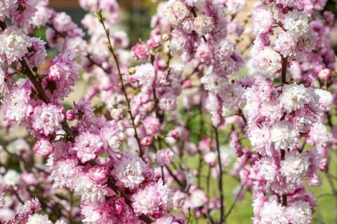 Peach flowers Stock Photos