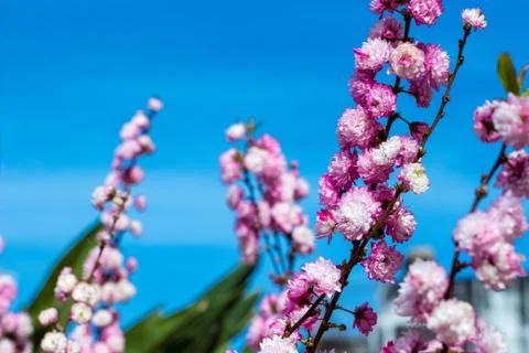 Peach flowers Stock-Fotos