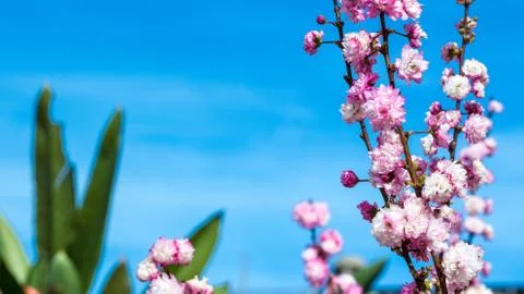 Peach flowers Stock Photos