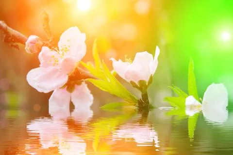 Peach flowers Stock Photos