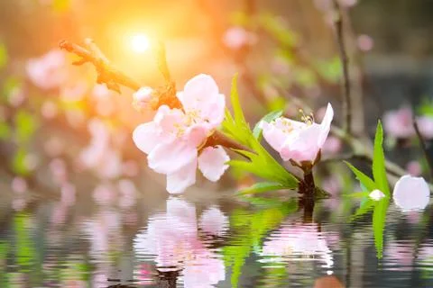 Peach flowers Stock Photos