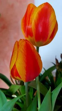 Peach flowers Stock Photos