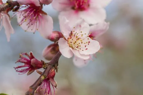 Peach flowers Stock-Fotos