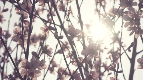 Peach flowers in the sunlight Stock Footage 94987435