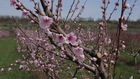 Peach Stock Footage 153238679