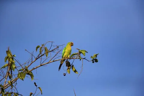 Peach-fronted conure (Aratinga aurea) Pantanal Brazil# Foto stock