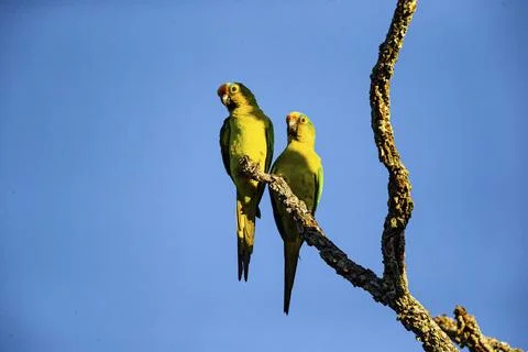 Peach-fronted conure (Aratinga aurea) Pantanal Brazil# Foto stock