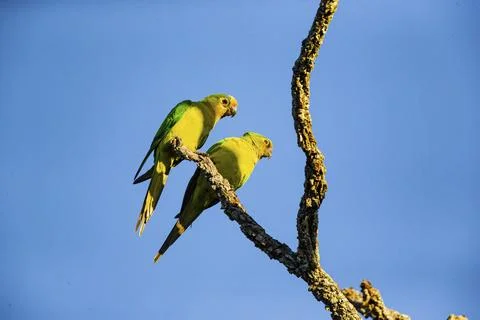 Peach-fronted conure (Aratinga aurea) Pantanal Brazil# Foto stock