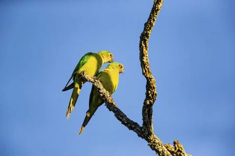 Peach-fronted conure (Aratinga aurea) Pantanal Brazil# Stock Photos