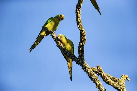 Peach-fronted conure (Aratinga aurea) Pantanal Brazil# Stock Photos