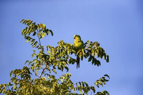 Peach-fronted conure (Aratinga aurea) Pantanal Brazil# Stock Photos