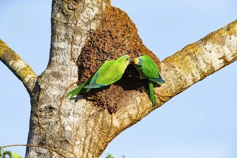 Peach-fronted conure (Aratinga aurea) Pantanal Brazil# Foto stock