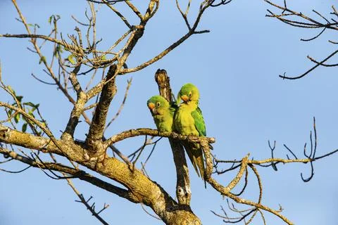 Peach-fronted conure (Aratinga aurea) Pantanal Brazil# Foto stock