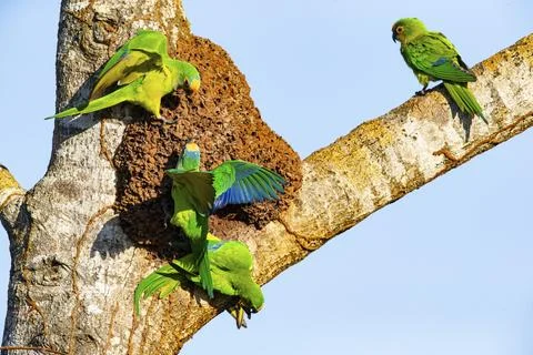 Peach-fronted conure (Aratinga aurea) Pantanal Brazil# Foto stock