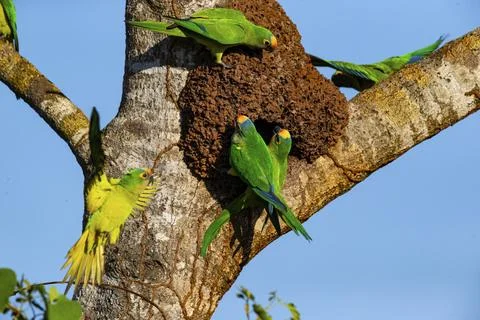 Peach-fronted conure (Aratinga aurea) Pantanal Brazil# Foto stock