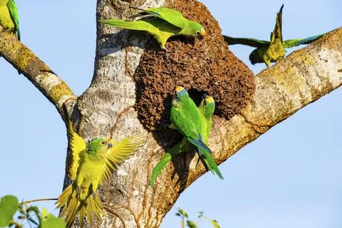 Peach-fronted conure (Aratinga aurea) Pantanal Brazil Foto stock