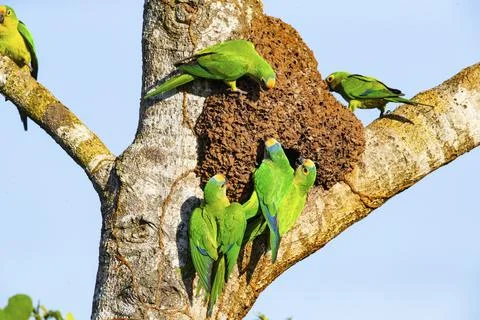 Peach-fronted conure (Aratinga aurea) Pantanal Brazil Stock Photos