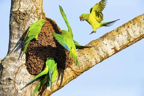 Peach-fronted conure (Aratinga aurea) Pantanal Brazil Stock Photos