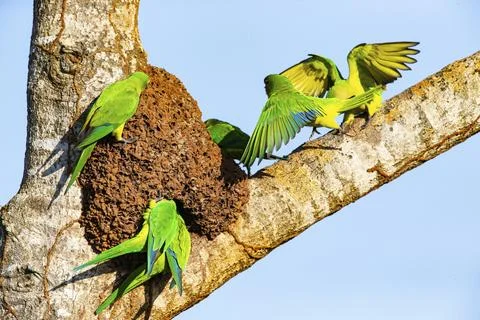 Peach-fronted conure (Aratinga aurea) Pantanal Brazil Stock Photos