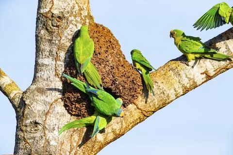 Peach-fronted conure (Aratinga aurea) Pantanal Brazil Stock Photos