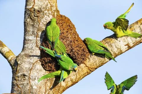 Peach-fronted conure (Aratinga aurea) Pantanal Brazil Foto stock
