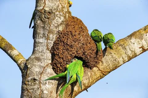Peach-fronted conure (Aratinga aurea) Pantanal Brazil Foto stock
