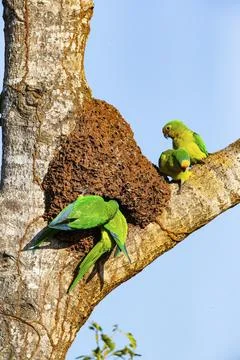 Peach-fronted conure (Aratinga aurea) Pantanal Brazil Foto stock