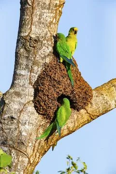 Peach-fronted conure (Aratinga aurea) Pantanal Brazil Foto stock