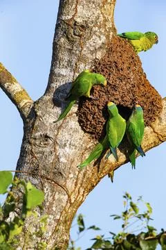 Peach-fronted conure (Aratinga aurea) Pantanal Brazil Foto stock