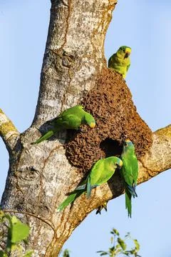 Peach-fronted conure (Aratinga aurea) Pantanal Brazil Foto stock