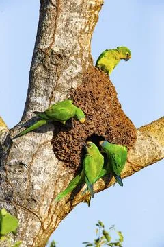 Peach-fronted conure (Aratinga aurea) Pantanal Brazil Stock Photos