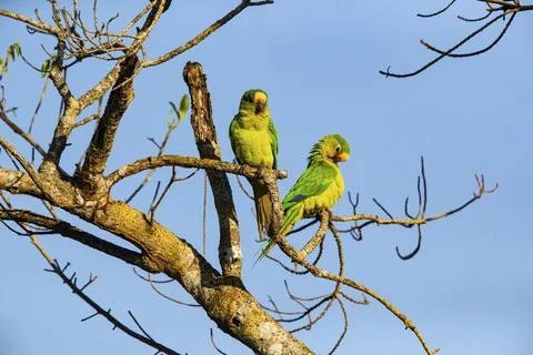Peach-fronted conure (Aratinga aurea) Pantanal Brazil Stock Photos