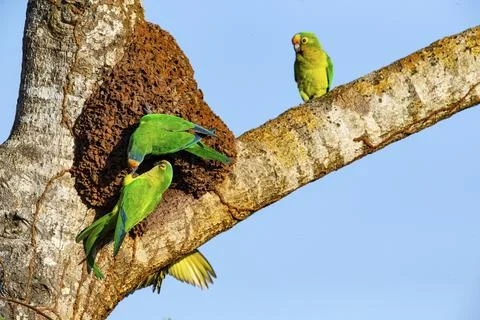 Peach-fronted conure (Aratinga aurea) Pantanal Brazil Foto stock