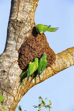 Peach-fronted conure (Aratinga aurea) Pantanal Brazil Foto stock