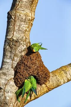 Peach-fronted conure (Aratinga aurea) Pantanal Brazil Foto stock