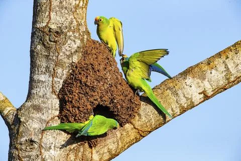 Peach-fronted conure (Aratinga aurea) Pantanal Brazil Foto stock