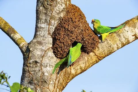 Peach-fronted conure (Aratinga aurea) Pantanal Brazil Foto stock