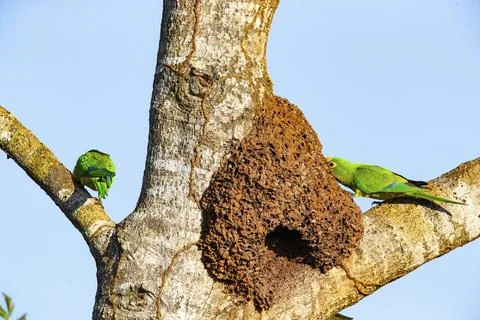 Peach-fronted conure (Aratinga aurea) Pantanal Brazil Stock Photos