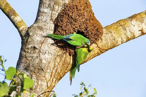 Peach-fronted conure (Aratinga aurea) Pantanal Brazil Stock Photos