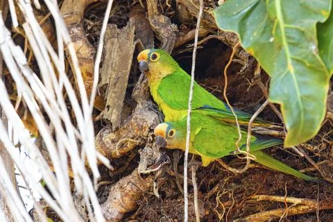 Peach-fronted conure (Aratinga aurea) Pantanal Brazil Stock Photos