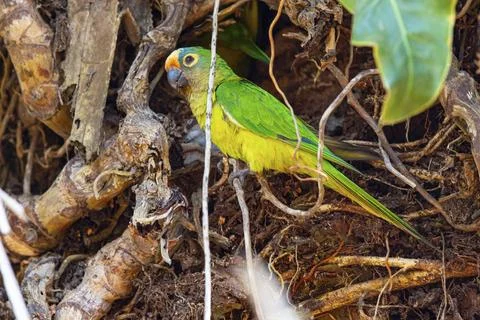 Peach-fronted conure (Aratinga aurea) Pantanal Brazil Stock Photos