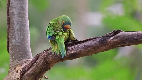 Peach-fronted Parakeet (Eupsittula aurea) cleaning its feathers. Stock Footage 137459770