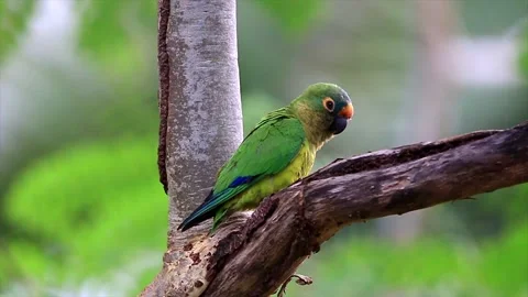 Peach-fronted Parakeet (Eupsittula aurea) cleaning itself and then flying Stock Footage 137592792